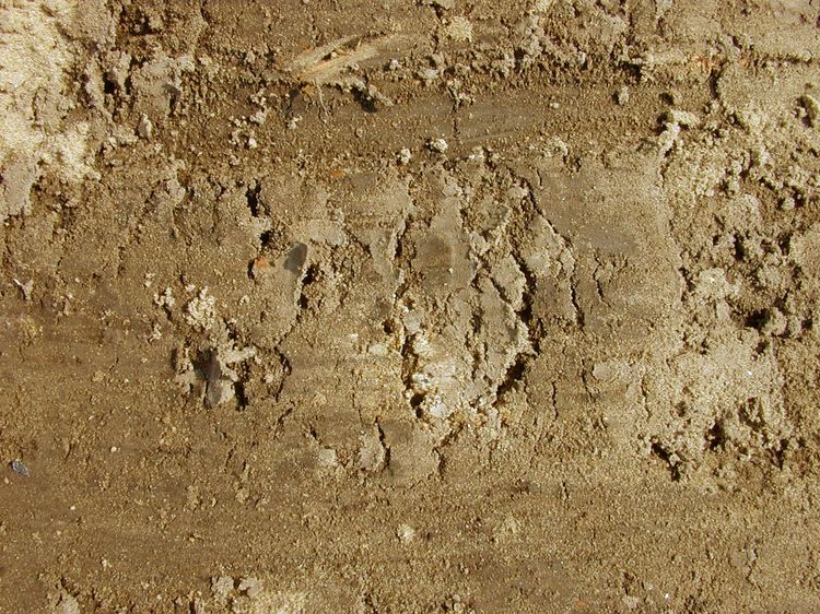b1dirt003.jpg