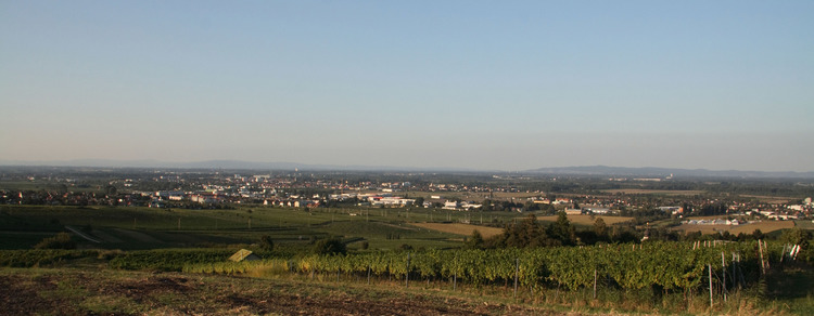 Weinberge kompr..jpg