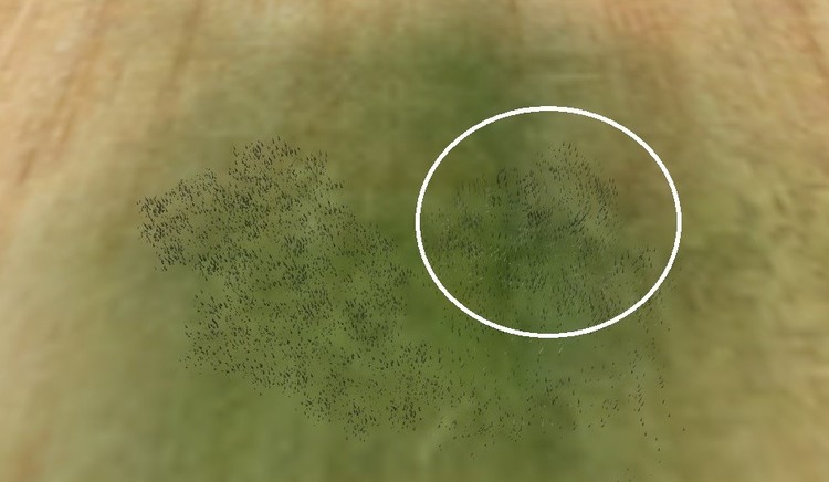 gras.thumb.jpg.c1655604a92ac54d9895d6dcd502e54a.jpg