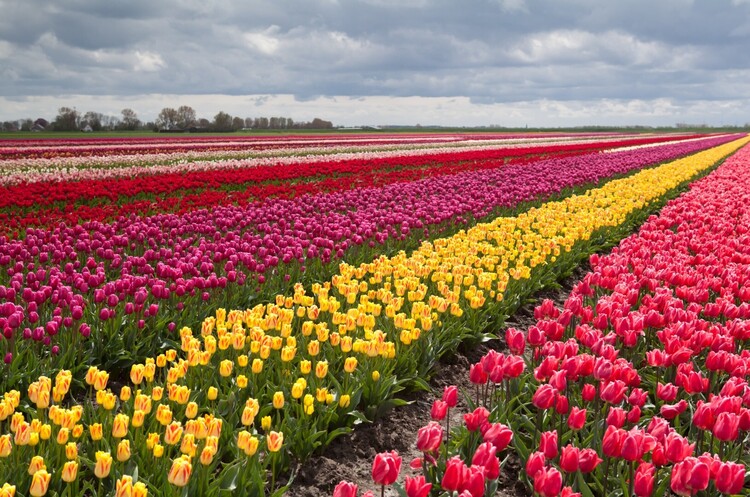 428132-tulip-fields-tulips-field-flower-flowers.thumb.jpg.e96bb8ffa3da7fb35f9fdedaff2e8088.jpg
